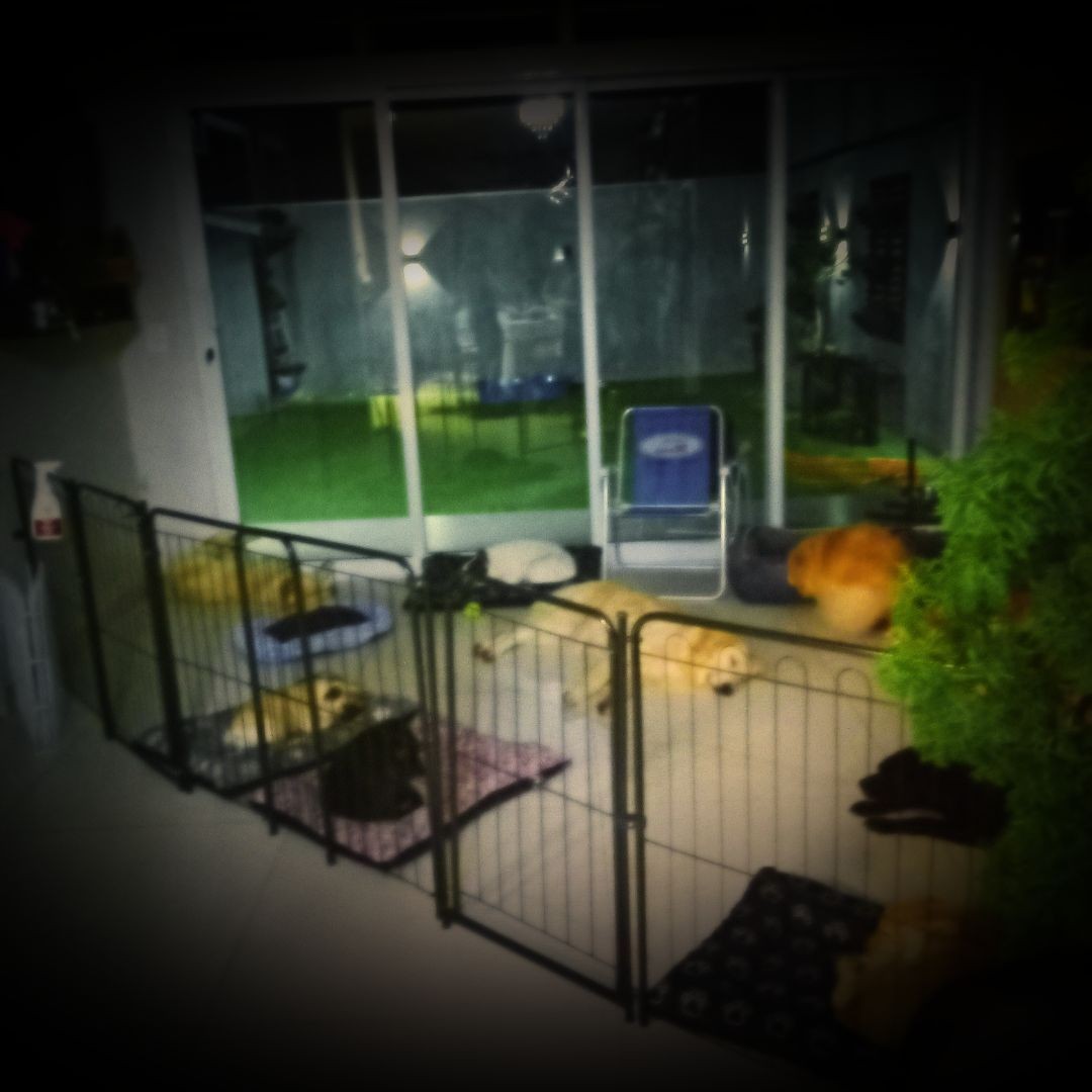 Indoor play area with dogs resting on cushions inside a fenced enclosure.