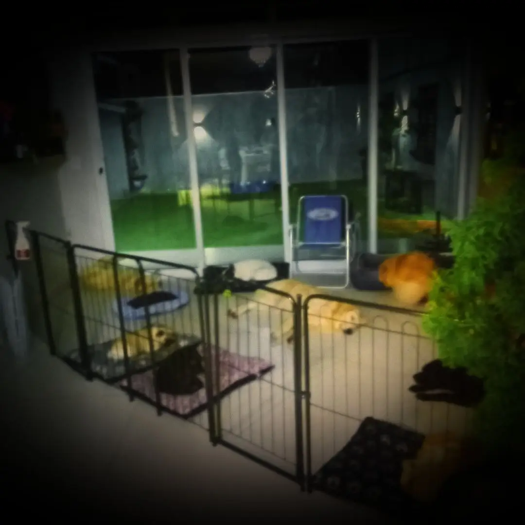 Cães em hospedagem familiar