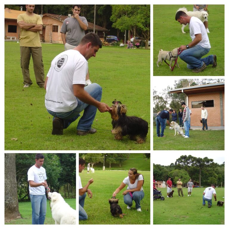 adestramento marcelo mestredog