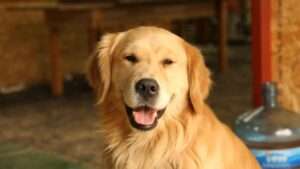 golden retriever