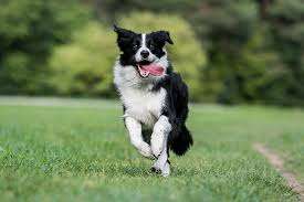 raça border collie