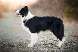 raça border collie